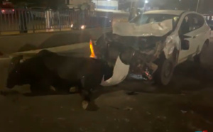 Danger sur la VDN: Des bœufs en divagation causent un grave accident
