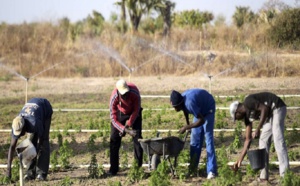 Spectre d’une saison agricole catastrophique ; Les paysans inquiets