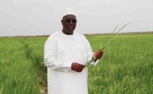 Retard de la subvention de trois milliards FCfa aux producteurs de riz : Ousmane Lom tire la sonnette d’alarme et attire l’attention des autorités