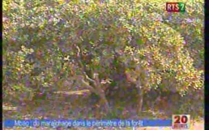 Mbao: du maraichage dans le périmètre de la foret