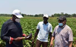 Exploitation du potentiel du continent : Club Afrique développement plaide pour l’agro-business