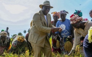 PAP2A et Souveraineté alimentaire (Par Djibril Guèye)