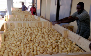 Achat d’oignons et de pommes de terre : Nébuleuse autour d’un milliard FCfa entre le Ministère du Développement communautaire et la Der/Fj