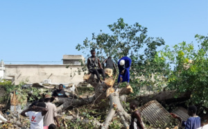 Kaolack : La chute d’un baobab fait une vingtaine de blessés