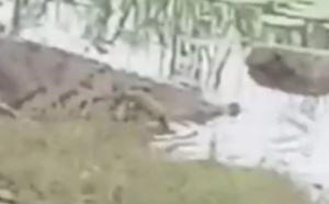 Kaolack: Un crocodile découvert dans une mare à Fass Ridwane, sème la terreur