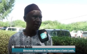Forum de Saint-Louis sur le gaz, le pétrole et le contenu local : Amadou Baldé , Directeur régional de l’agriculture revient sur les niches d’espoir