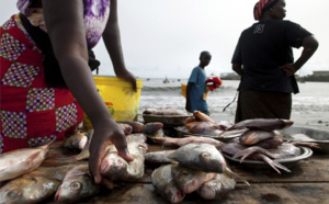 Cherté de la vie au Sénégal : Greenpeace veut l’application des conclusions sur la pêche
