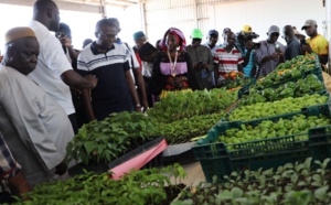 Agriculture : Le nouveau coordonnateur du PRODAC veut des domaines agricoles plus aboutis