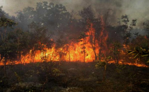 Matam / Feux de brousse dans le Ferlo : Les flammes du mal
