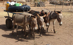 Ndiaram et Darou Salam sans eau: Les populations crient leur soif...