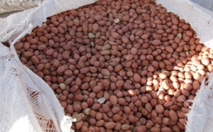 Déficit pluviométrique à Tamba : Les paysans bradent leurs semences