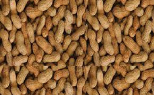 Campagne de commercialisation arachidière : À Kaffrine, «  Aar sunu mommel » refuse de vendre ses produits à 275 FCfa le kilo
