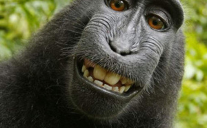 Ce selfie d'un singe entraîne une bataille juridique inédite