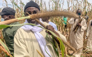 Récolte des champs de mil de Serigne Saliou à Lagane: Samuel Sarr marque sa présence (Photos)