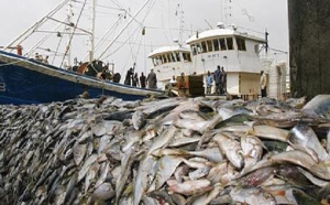 Journée mondiale de la pêche : une mauvaise gestion et l'industrie destructrice de la farine de poisson dénoncées