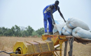 Commercialisation de l’arachide : Aucun point de collecte ouvert à Kaolack