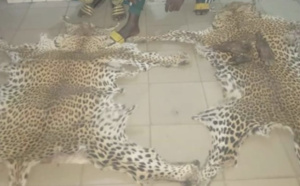 Une bande de braconniers arrêtée à Kédougou