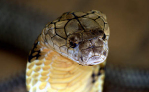 Vidéo - Une tête de cobra décapité tue un cuisinier