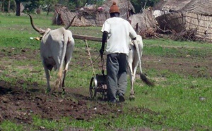 Cri du cœur pour le monde rural - Par Cheikh Fatma Mbacké