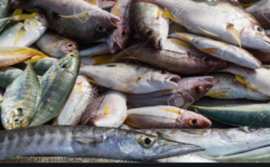 Le Sénégal attend 75 000 tonnes de poissons en 2023
