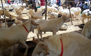 Pénurie de moutons pour la Tabaski : L'Anprovbs dément formellement