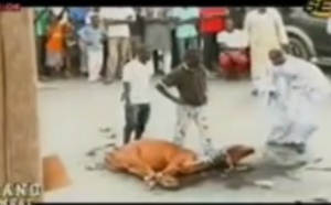 Balla Gaye 2 revient sur l’affaire du bœuf tué à la Médina 