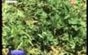 Infos matinales du lundi 02 septembre 2014 - RTS1