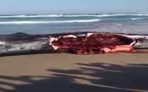 Plage de Diamalaye : Une baleine échouée sert de repas aux riverains