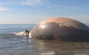 Pourquoi les baleines mortes sont-elles si dangereuses ? Les risques encourus par les populations...