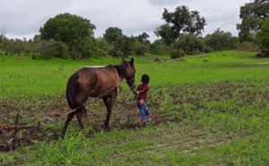 Promotion de l’agroécologie au Sénégal: Les mille et une difficultés pour faire du secteur un pilier du tissu économique