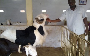 Opération tabaski 2014 : Dans l’antre des éleveurs de moutons de race