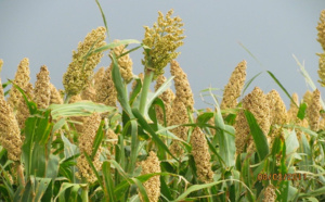 Lancement de « Feed the future, Dooleel mbay » : 25 milliards FCfa de l’Usaid en faveur des chaînes de valeur agricoles