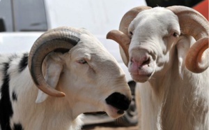 188.000 moutons entrés par le poste de Kidira depuis le 10 août