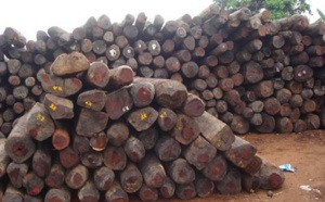 Dix charrettes remplies de bois saisies à Bounkiling