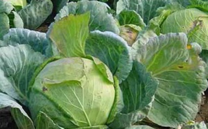 Les bienfaits et les vertus du chou: maigrir, anti cancer, douleur