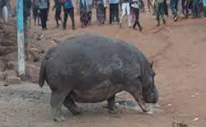 Thilogne : L’autre version sur la mort de l'hippopotame tueur d'un vieillard