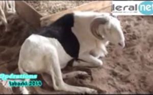 Tabaski 2014: Visite chez un éleveur de moutons 