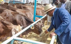 Intensification de la production laitière : Plus de 1000 génisses réceptionnées