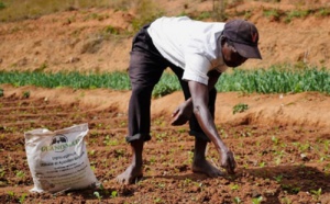 Une grande quantité d’engrais, subventionnée de 46,5 à 50% :  L’Etat «gâte» les producteurs des Niayes