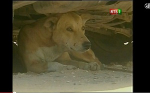 Un mystérieux chien tue six personnes à Tivaouane Peulh : Des familles s’accusent d’anthopophagie… à la gendarmerie