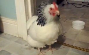 Avez-vous déjà vu une poule éternuer ?