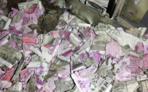 Histoires incroyables: Des rats ont détruit des billets de banque, à l'intérieur d'un distributeur automatique de billets