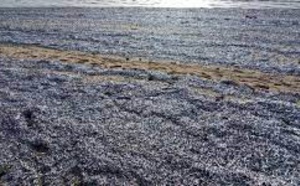 Surpêche au Sénégal : Plus de 533.000 tonnes de poissons débarquées en 2019