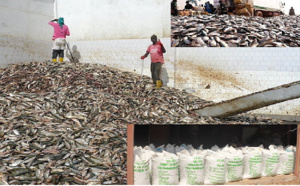 Thiès / Crise dans le secteur de la pêche à Kayar : L’usine de farine de poisson et les bateaux, indexés