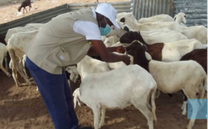 Kédougou : 14 694 bovins et 6 799 petits ruminants vaccinés (Responsable)