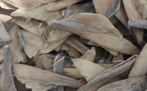 Aibd : 550 kg d’ailerons de raie séchés d’une valeur de près de 200 millions FCfa, saisis