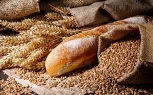 Après des essais concluants : Le Sénégal entre dans la production de blé en novembre prochain
