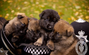 18 petits chiots trop mignons vous font partager leur premier jour de travail ! La 16 est juste énorme...