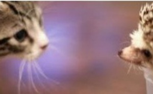 La rencontre entre un chat et un hérisson