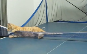 Découvrez ce chat qui est un vrai champion de ping-pong